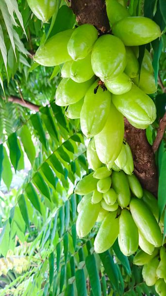 Gruppe von Taling Pling oder Bilimbi oder Averhoa Bilimbi Linn oder saure Früchte sind noch auf dem braunen Stock. Es ist sehr sauer und hat grüne Farbe. Es ist eine endemische Frucht in Thailand. der Hintergrund dieses Bildes verschwimmt. - Foto, Bild