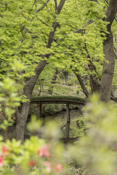 Yamakage puinen silta vuorattu sammalta nähtynä Tsutsuji Tea House Rikugien Garden Bunkyo alueella, Tokion pohjoispuolella. Puisto perustettiin 1700-luvun alussa.
. - Valokuva, kuva