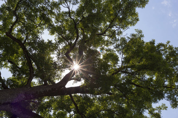 木の枝を上に高く田舎で南ドイツの夏の青い空太陽ビーム - 写真・画像