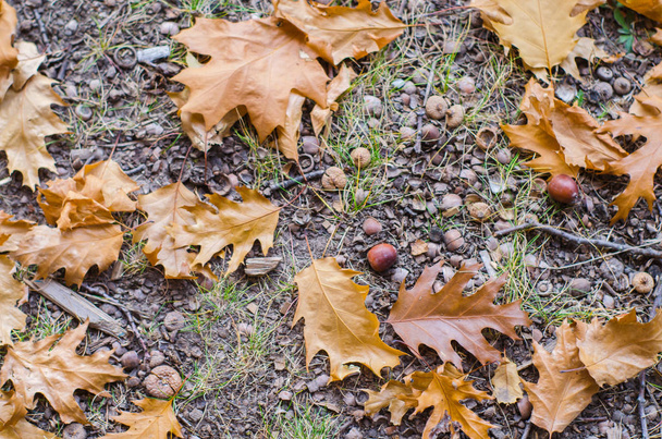 őszi tölgyfalombokkal és makk a földön - Fotó, kép