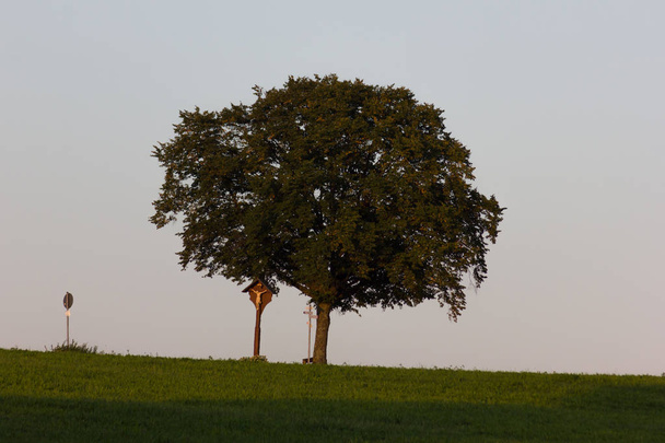 en el día de la tarde en spetember en Alemania del sur usted ve el árbol verde con la atmósfera caliente en el cielo cada vez más oscuro que consigue siempre después del sundwon
 - Foto, imagen