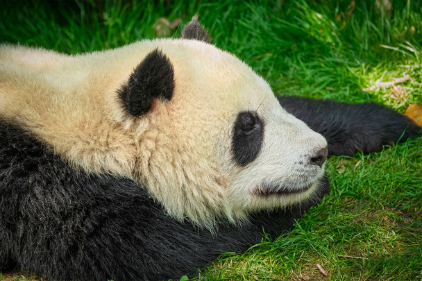 Giant Panda Červená v Číně - Fotografie, Obrázek