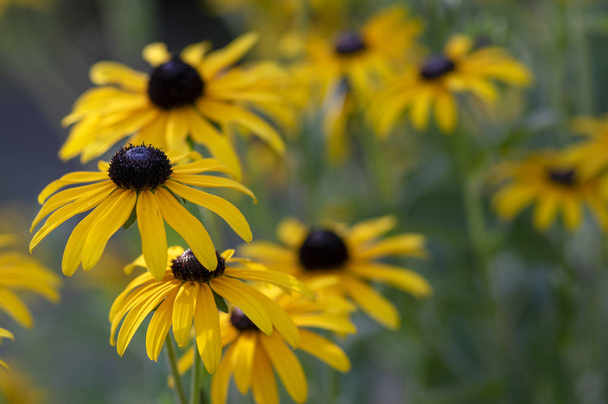 Rudbeckia hirta žlutý květ s černým hnědé centrem v květu, black eyed susan v zahradě, spoustu kvetoucích okrasných rostlin - Fotografie, Obrázek