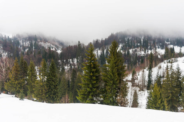 Fir-trees on the snow-covered mountains, Carpathians, Ukraine - Fotoğraf, Görsel