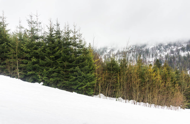 Fir-trees on the snow covered mountains, Carpathians, Ukraine - Fotoğraf, Görsel