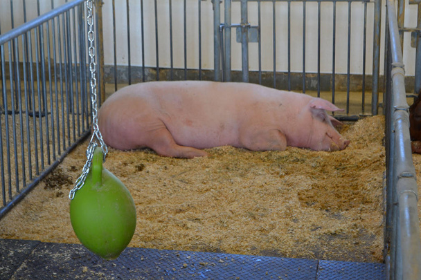 Świnia, spanie w farmie - Zdjęcie, obraz