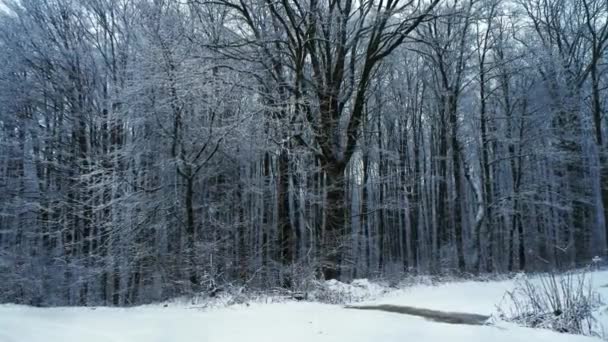 Kamera hareketi ormandaki karlı yolda. Onun kar yağışı - Video, Çekim