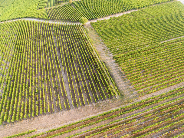 Vineyards in Eguisheim, Haut-Rhin, Grand Est, France - Fotó, kép