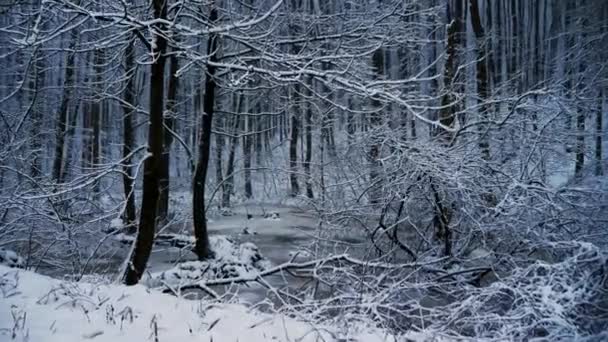 De camerabeweging op bevroren meer op besneeuwde bos. Het sneeuwt - Video