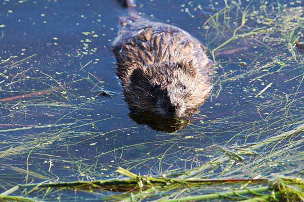 The front view of a muskrat in water - Photo, Image