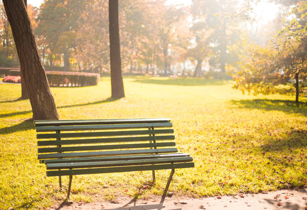 Empty bench in the park, in autumn golden and yellow colors - Photo, Image