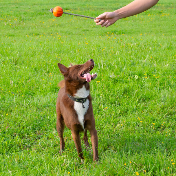 Молодий енергійний напівпородний собака гуляє на лузі. Домашні тварини на бігу, собаки граються один з одним. Правильна хороша поведінка
 - Фото, зображення