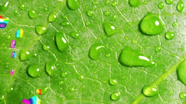 Regenboog weerspiegeld In druppeltjes van de regen op het groene blad. Naadloze lus. - Video