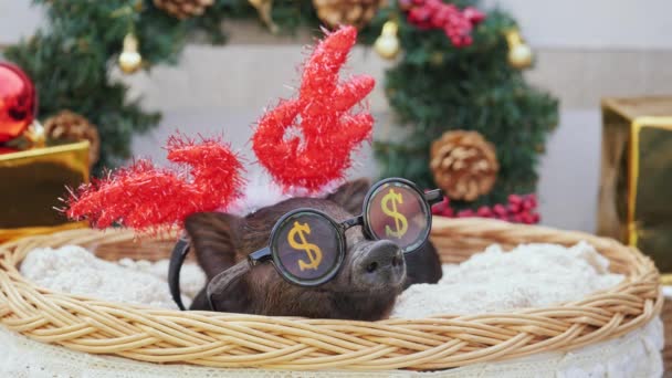 Młoda świnia z Boże Narodzenie Jeleń rogi i okulary dla firm znajduje się w koszyku - Materiał filmowy, wideo