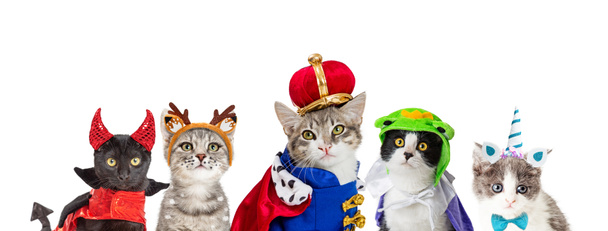 Kat In koning Halloween kostuum - Foto, afbeelding