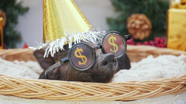 Ein junges Schwein mit Weihnachtsmütze und Sonnenbrille zum Feiern liegt am Korb - Filmmaterial, Video