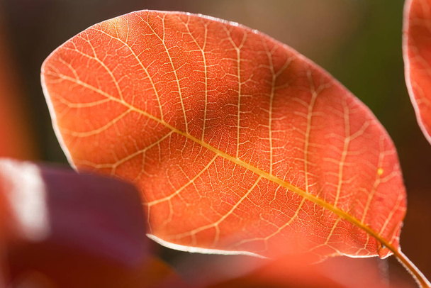 Макрос постріл червоного листя проти сонця
 - Фото, зображення