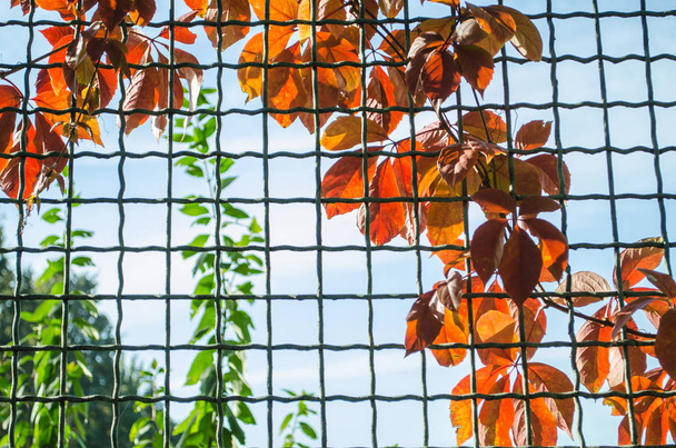 Rode herfstbladeren kruipers op de rooster - Foto, afbeelding