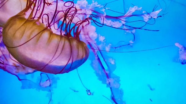 Medúzy v akváriu velké slané vody. - Fotografie, Obrázek