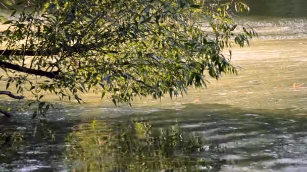 Альгал розквітла поверхня води річки і дрейфу з потоком
 - Кадри, відео