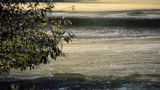 Альгал розквітла поверхня води річки і дрейфу з потоком
 - Кадри, відео
