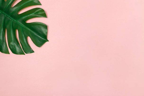 Monstera пальмовый лист на бледно-розовом фоне. Элегантный элемент декора
. - Фото, изображение
