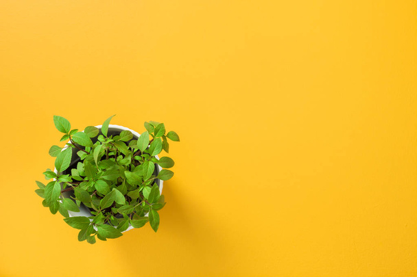Kitchen herbs. Basil plant growing in a white pot, on yellow background with copy space. - Photo, Image