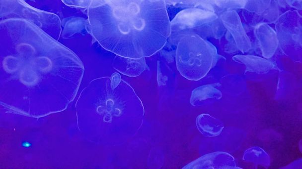 Medusas en un gran acuario de agua salada
. - Foto, Imagen