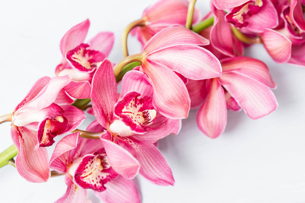 Hermosas flores rosadas de orquídeas Cymbidium. Flores de jardín japonés bastante exóticas, orquídeas tropicales en plena floración
. - Foto, Imagen