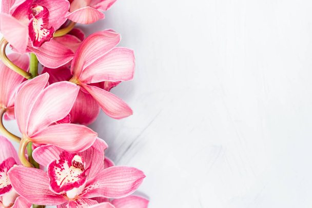 Hermosas flores rosadas de orquídeas Cymbidium. Flores de jardín japonés bastante exóticas, orquídeas tropicales en plena floración. Copiar espacio
 - Foto, imagen