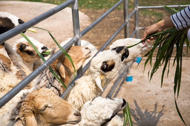 Feed many sheep in the zoo. - Фото, изображение