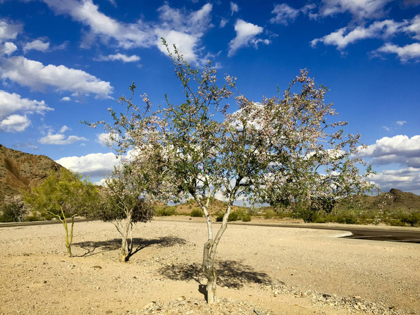 Anacacho орхідеї дерево або Bauhinia пурпурова в пустелі Арізона поблизу Саломе - Фото, зображення