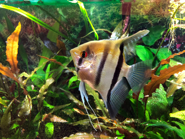 Angelfish avec des rayures noires et argentées et de l'or coulé sur son dessus dans un aquarium tropical densément planté
 - Photo, image