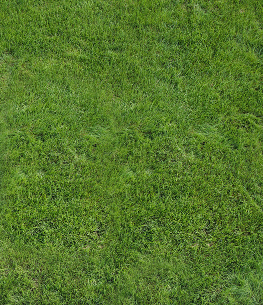 Кусок зеленой, свежей травы, летний солнечный день
 - Фото, изображение