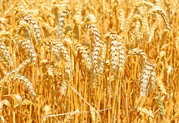 Campo di grano nel paesaggio rurale
 - Foto, immagini