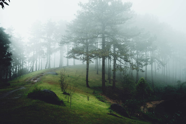bois Arbres et brouillard Vert le matin
 - Photo, image