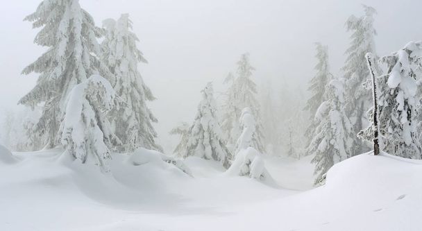 Téli tűlevelű erdő a hegy lejtőjén, a könnyű köd. - Fotó, kép
