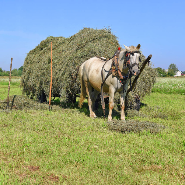 Transportation of hay by a cart in a summer landscape - Photo, Image