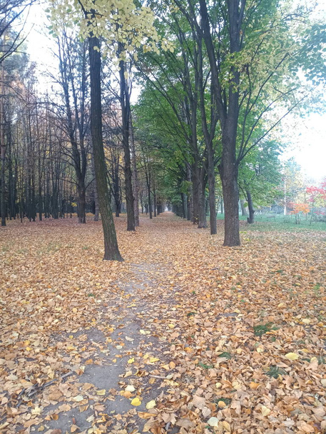 autumn landscape - road, park, alley and yellow leaves - Foto, Imagen