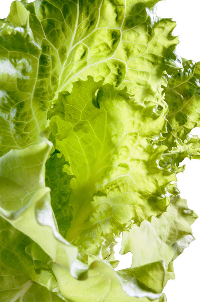Closeup of tender green Batavia salad - Photo, Image