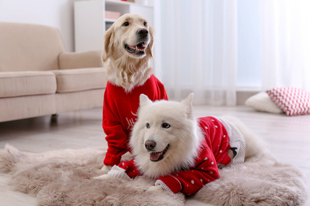 Cute dogs in warm sweaters on floor at home. Christmas celebration - Foto, Imagen