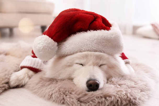 Cute dog in warm sweater and Christmas hat on floor at home - Photo, Image
