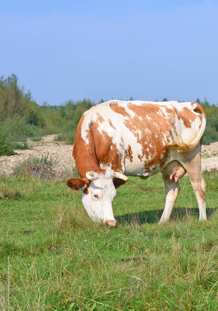 Корова на літньому пасовищі
 - Фото, зображення