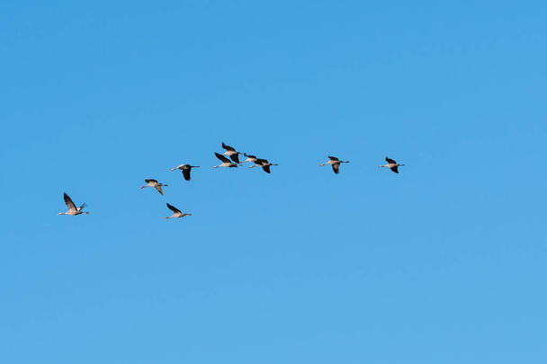 Wandernde Kraniche, Grus grus, fliegen in einer Reihe durch einen blauen und wolkenlosen Himmel - Foto, Bild