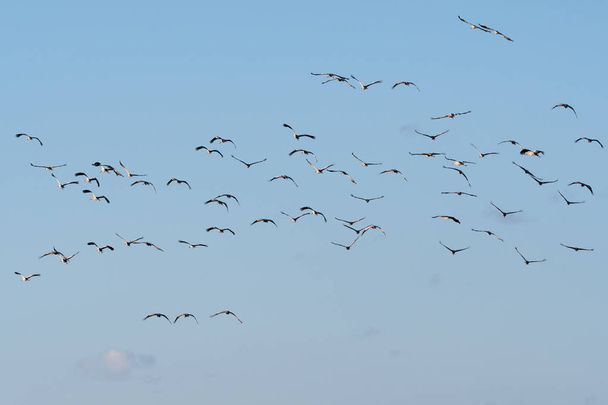 Agrupación con aves voladoras, Grúas comunes, por un cielo azul
 - Foto, imagen