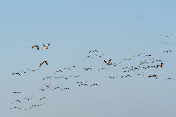 Stěhovaví ptáci Grus grus Grus Grus, o obloze bez mráčku - Fotografie, Obrázek