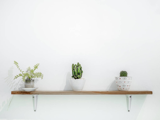 Μικρό κάκτο φυτό σε γλάστρες χαριτωμένο πάνω σε ξύλινα ράφια σε λευκό τοίχο με αντίγραφο χώρου. Μινιμαλιστικό στυλ διακόσμησης. - Φωτογραφία, εικόνα