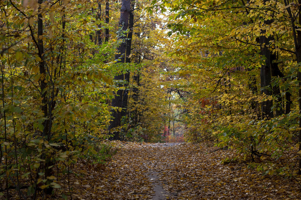 Strada sterrata nella foresta autunnale, foglie gialle tra gli alberi e a terra. - Foto, immagini