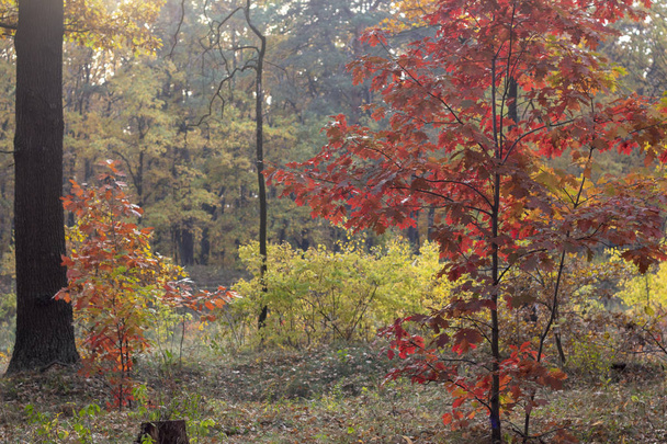 Chemin de terre dans la forêt d'automne, feuilles jaunes dans les arbres et au sol. - Photo, image