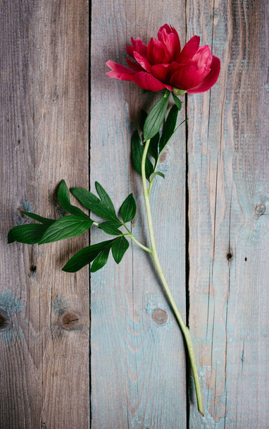 red peony flower on dark wooden background - 写真・画像